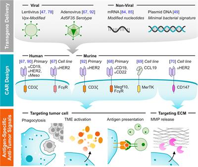 Frontiers Engineered CAR Macrophages As Adoptive Immunotherapies For